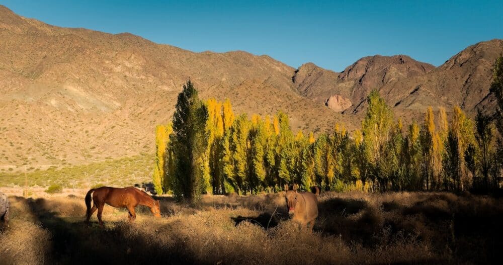 Feral horses grazing in the valley of Uspallata, province of Mendoza, Argentina.