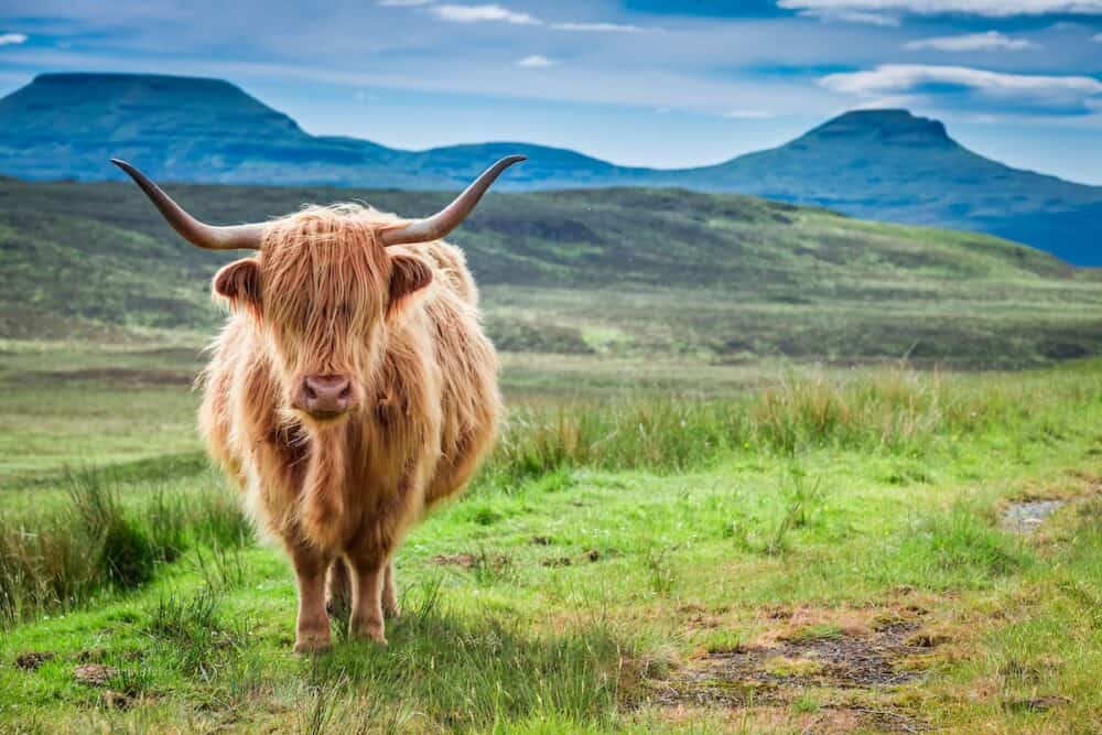 Brown highland cow and green field, Scotland