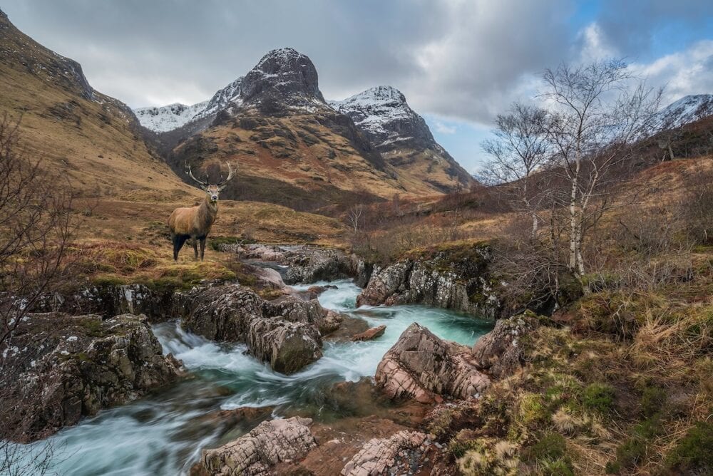 Composite image of red deer stag in Glencoe in Scottish Highlands in Winter with River Coe in foreground
