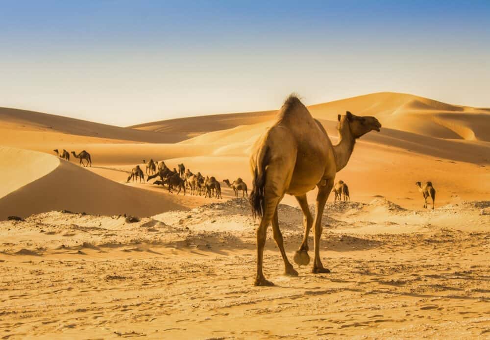 Group of Camels in the liwa desert in Abu Dhabi