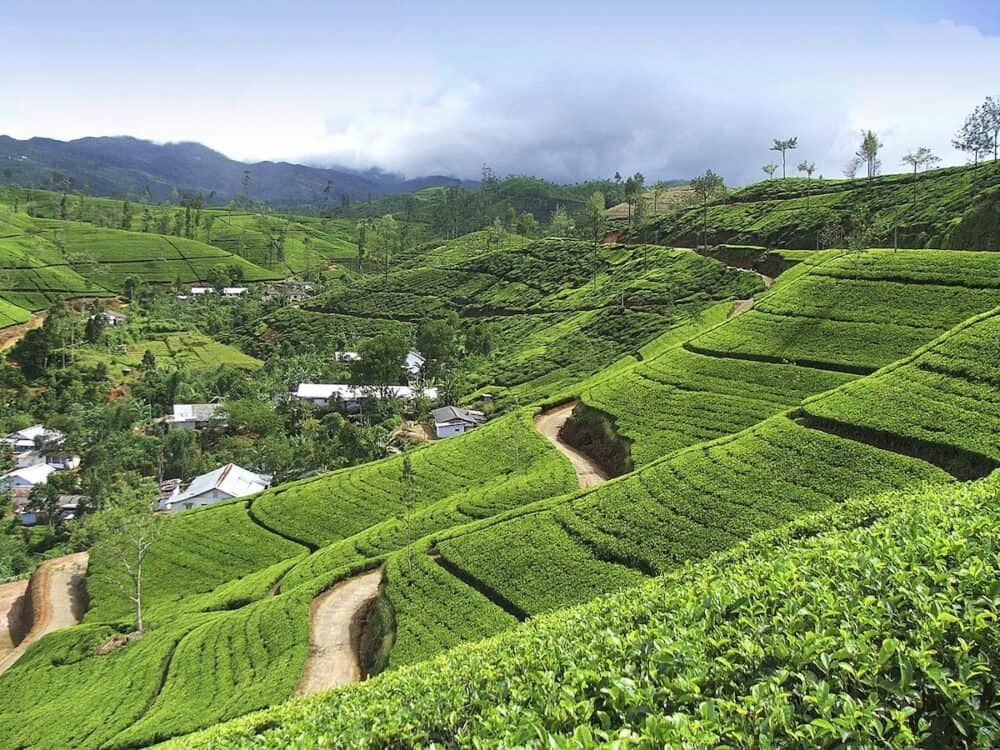 Tea plantation in Sri lanka.