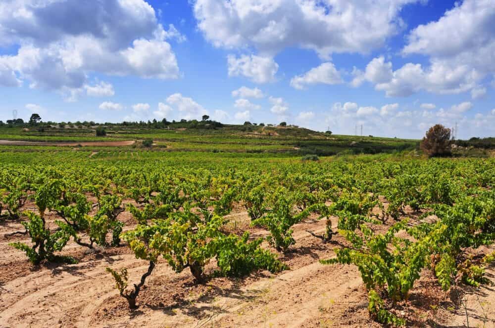 view of a vineyard with ripe grapes in Tarragona, Catalonia, Spain
