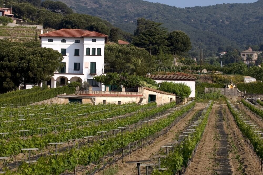 vineyard in alella . catalonia spain .