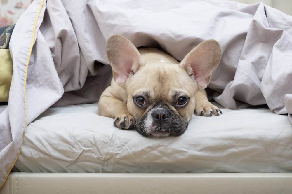 A French Bulldog breed dog lies in bed under a warm blanket with a sad look and calmly looks into the camera. The dog is heated under a warm blanket.
