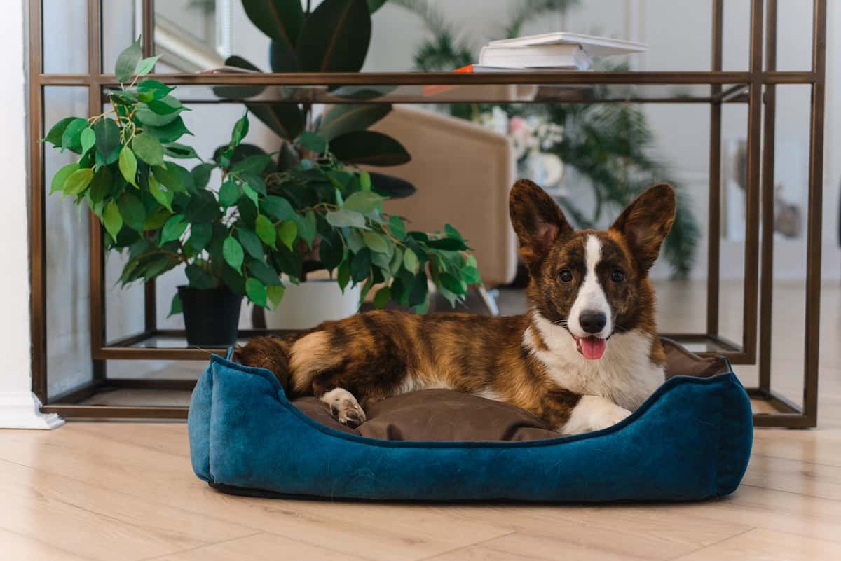 The Best Dog Friendly Hotels in Dublin: A Guide for Every Budget
