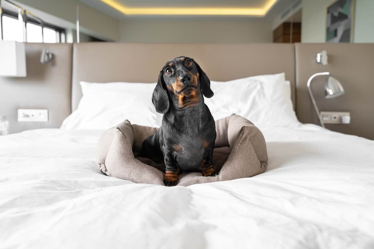 Best Dog Friendly Hotels in Sydney: A Guide for Every Budget