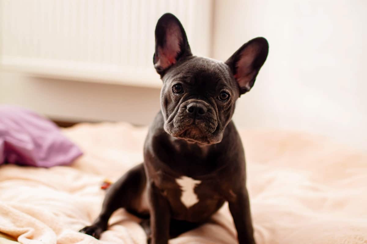 Best Dog Friendly Hotels in Amsterdam: A Guide for Every Budget