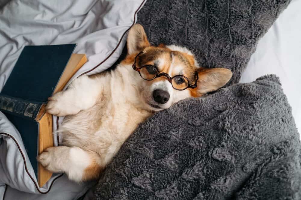 Corgi dog with glasses fell asleep in bed with a book