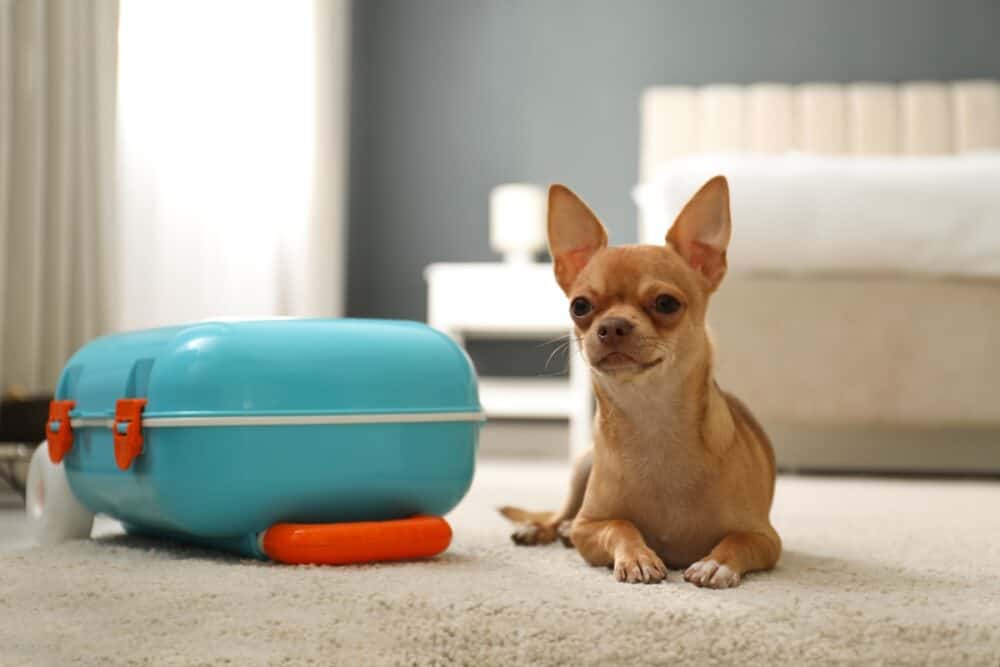 Cute Chihuahua dog near blue suitcase in room. Pet friendly hotel