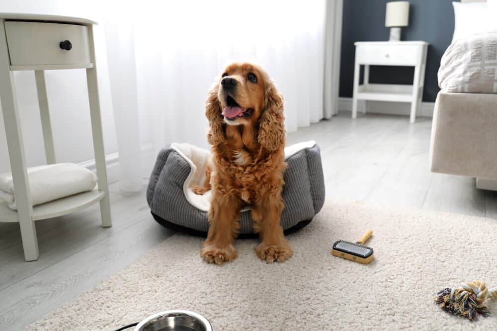Cute English Cocker Spaniel in dog bed indoors. Pet friendly hotel