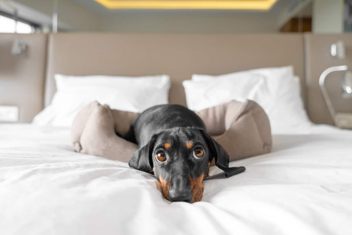 Best Dog Friendly Hotels in Tokyo: A Guide for Every Budget