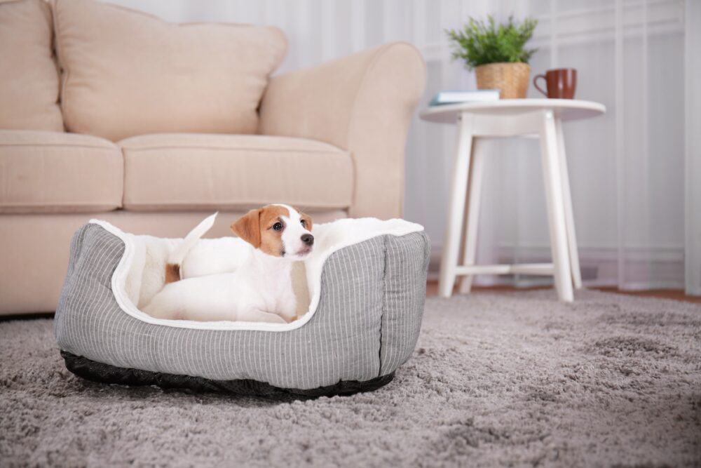 Cute funny puppy in dog bed in a room. Pet friendly hotel
