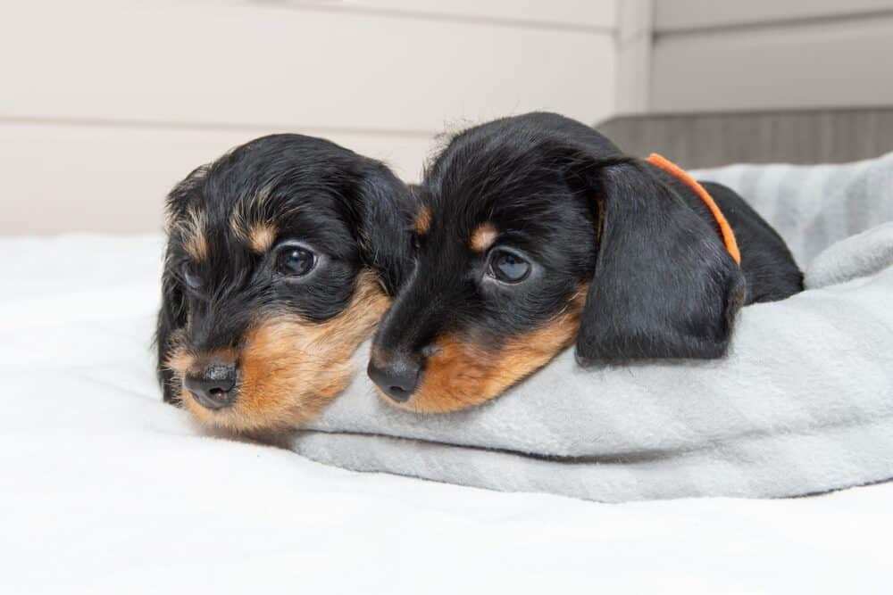 Cute puppies of a wire-haired dachshund are lying on the bed. Portrait of dogs.