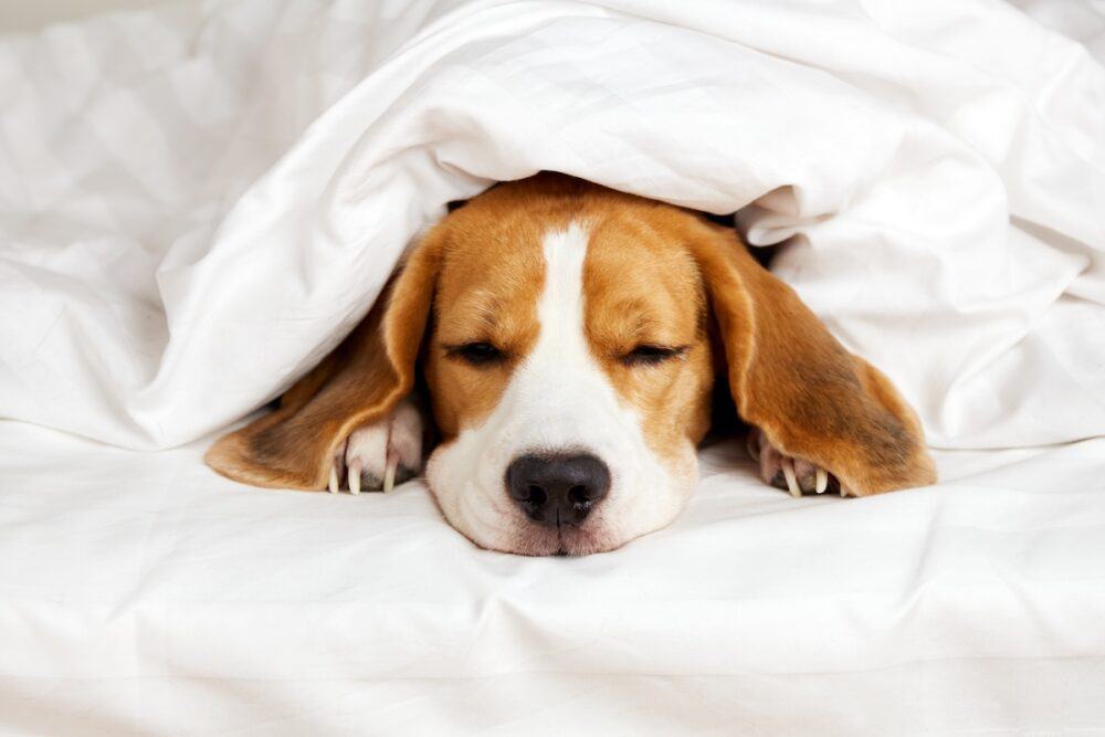Dog Beagle sleeps on the bed under a blanket. Cozy homely atmosphere.