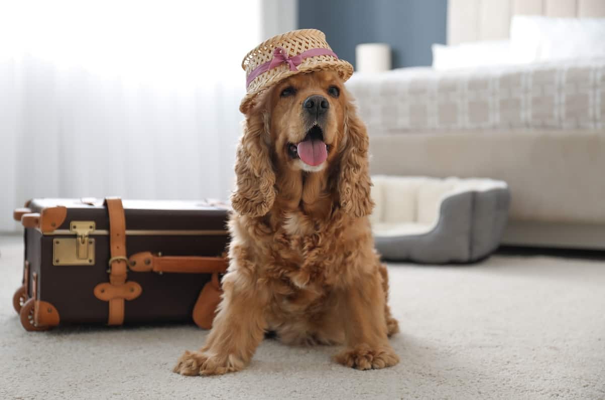 Best Dog-Friendly Hotels in Bristol: A Guide for Every Budget