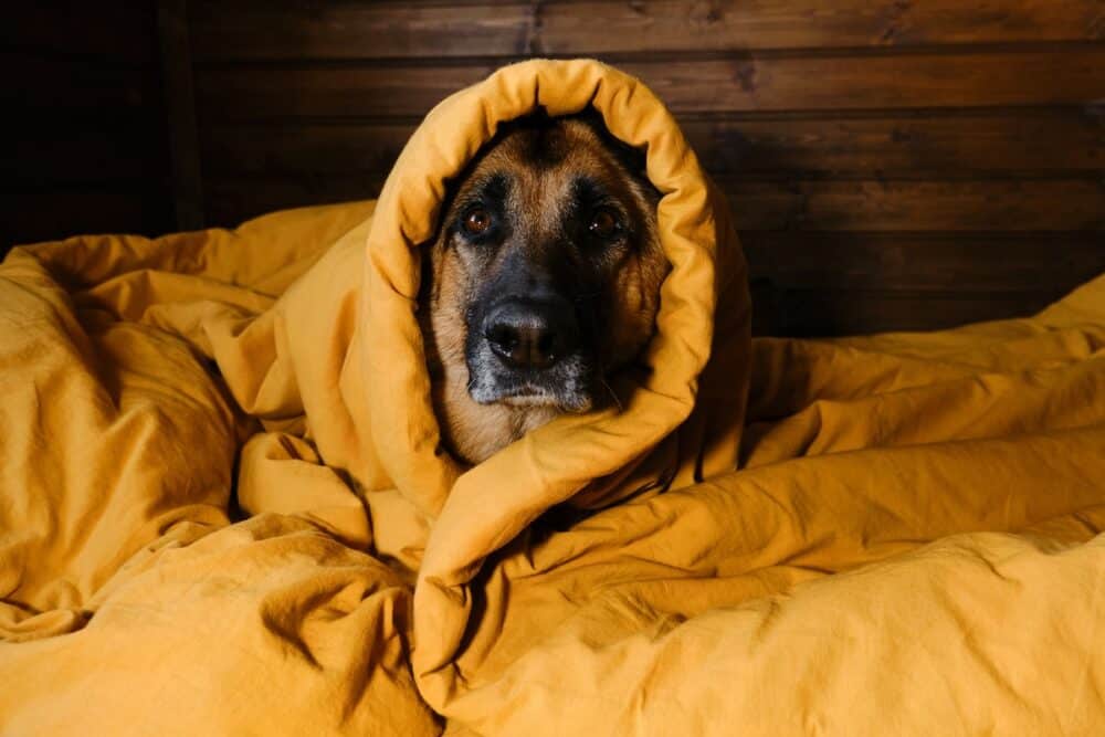 German Shepherd is lying in bed on yellow bedding wrapped in blanket with head and warming. The dog woke up at home in the morning. Hotel is for visitors with pets. Concept animals live like humans.