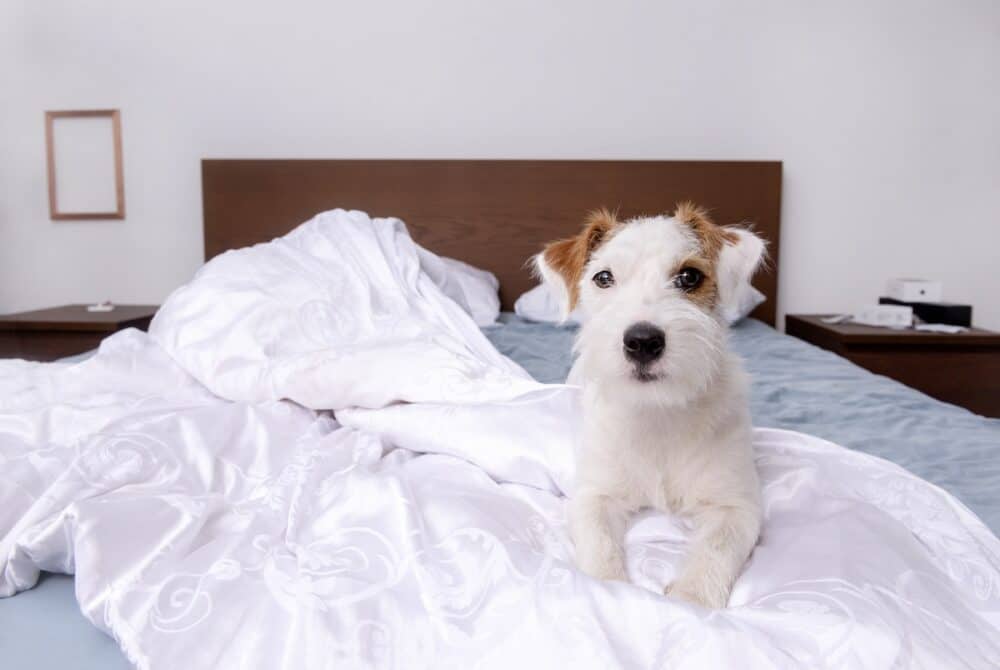 Jack Russell dog is lying on a bed in a room on white bed linen
