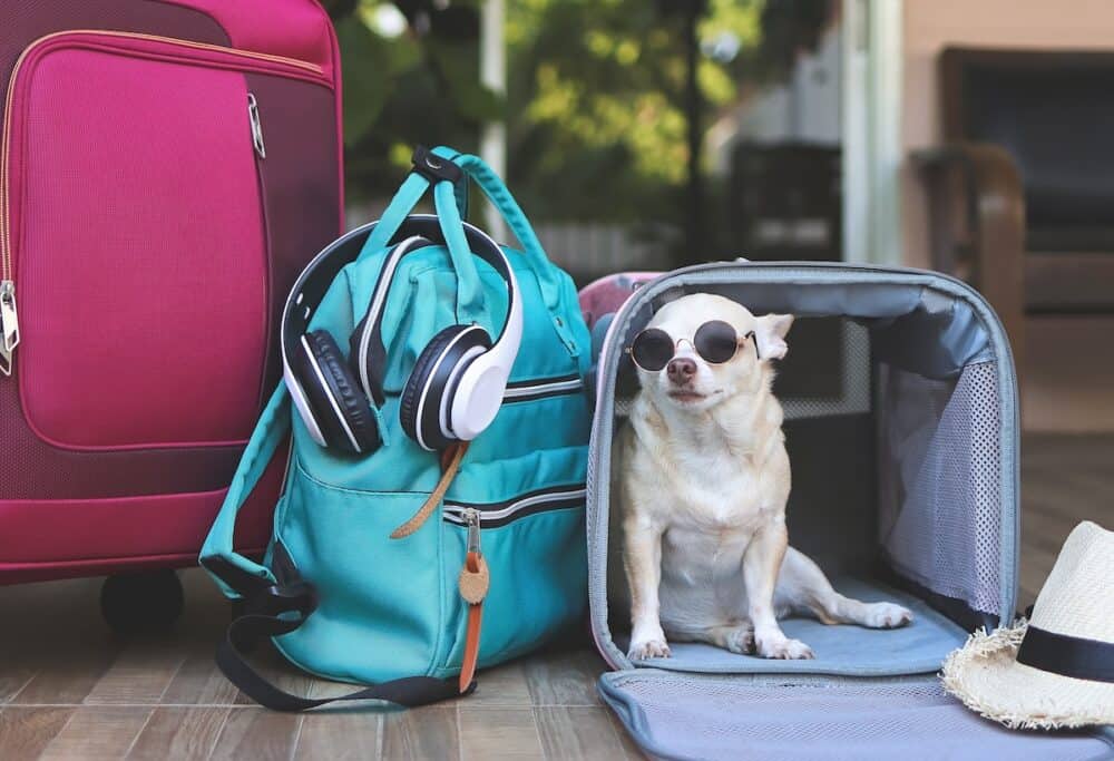Portrait of brown short hair chihuahua dog wearing sunglasses,  sitting inside  traveler pet carrier bag with travel accessories, ready to travel. Safe travel with animals.