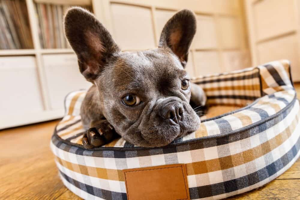 french bulldog dog relaxing in living room or daydreaming in pet bed thinking about life