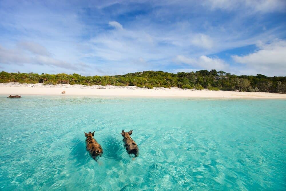Swimming pigs of the Bahamas in the Out Islands of the Exuma