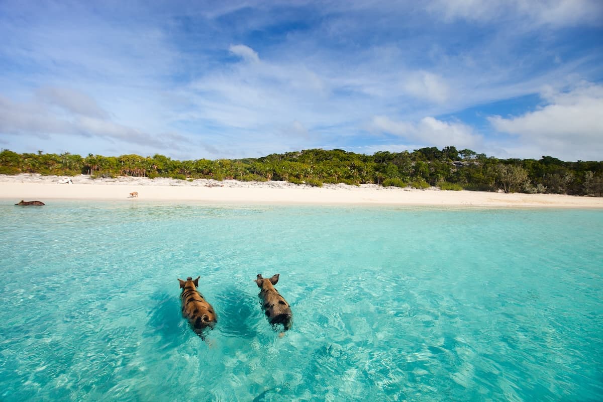 12 of the Best Swim with Pigs tours in Bahamas 2024