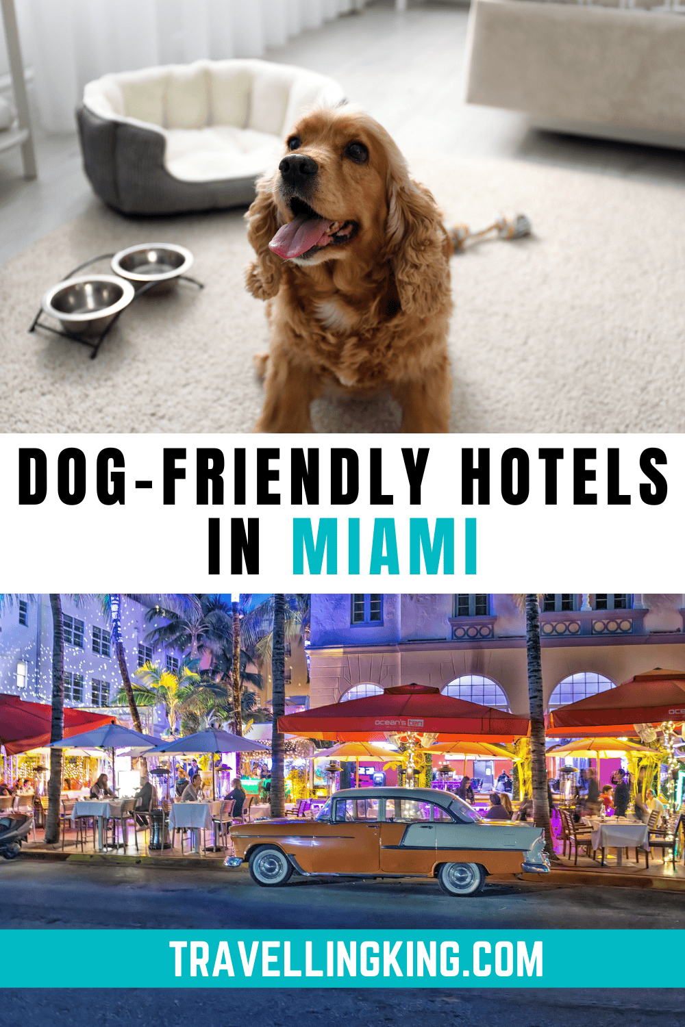 Dog-Friendly Hotels in Miami