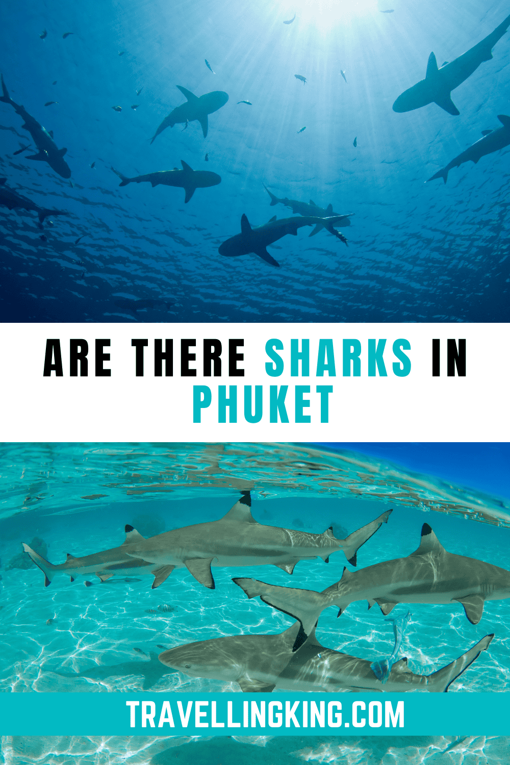 Are There Sharks In Phuket