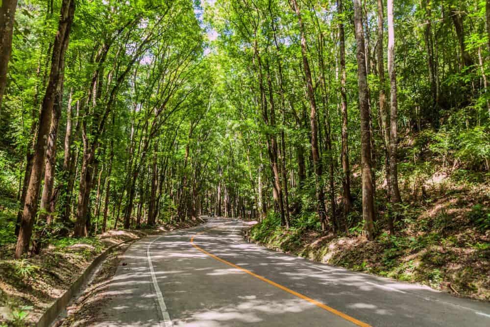 Road through Bilar Man-Made Forest on Bohol island, Philippines