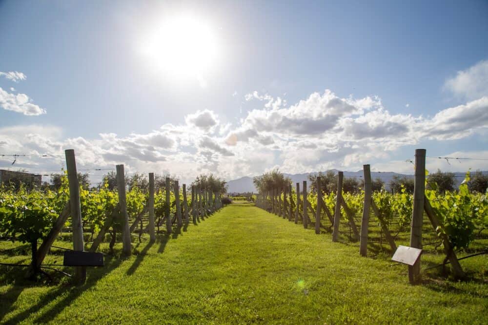 Beautiful green vineyard in Mendoza Region in Argentina