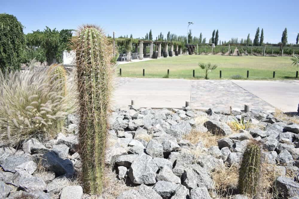 Cacti growing in a garden at a vineyard in Mendoza, Argentina