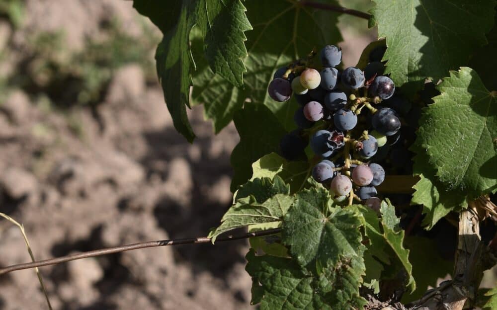 Close up of a small bunch of organic wine grapes growing on the vine at a winery in Mendoza, Argentina