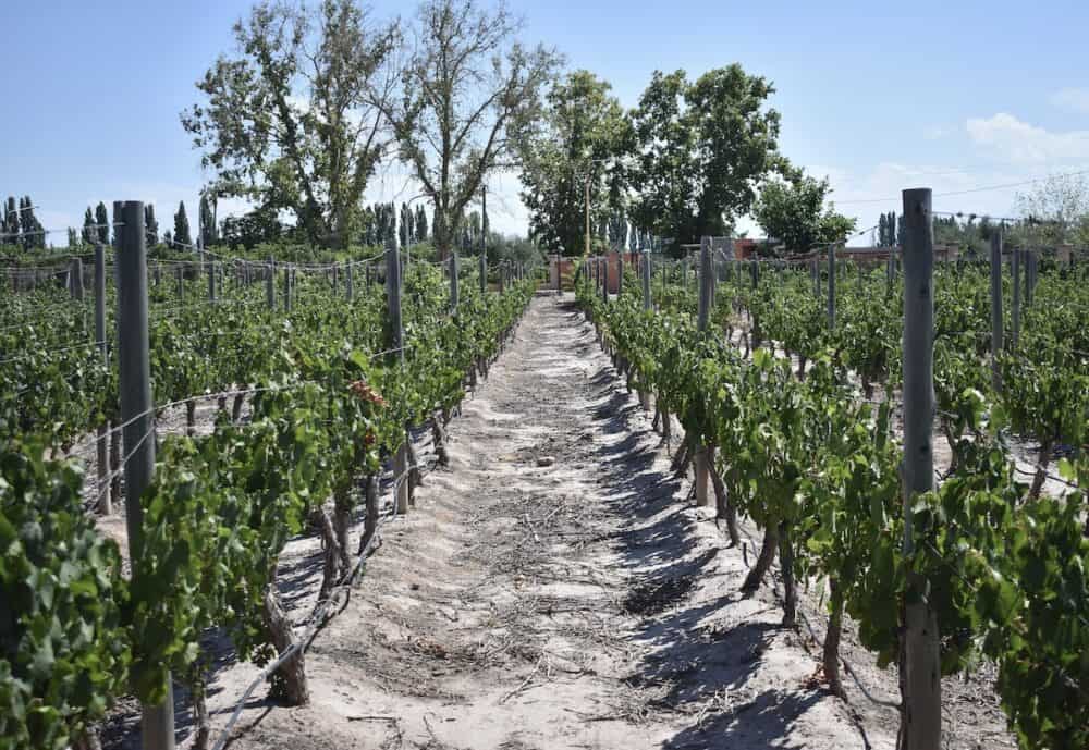 View of rows of wine vines in Mendoza, Argentina