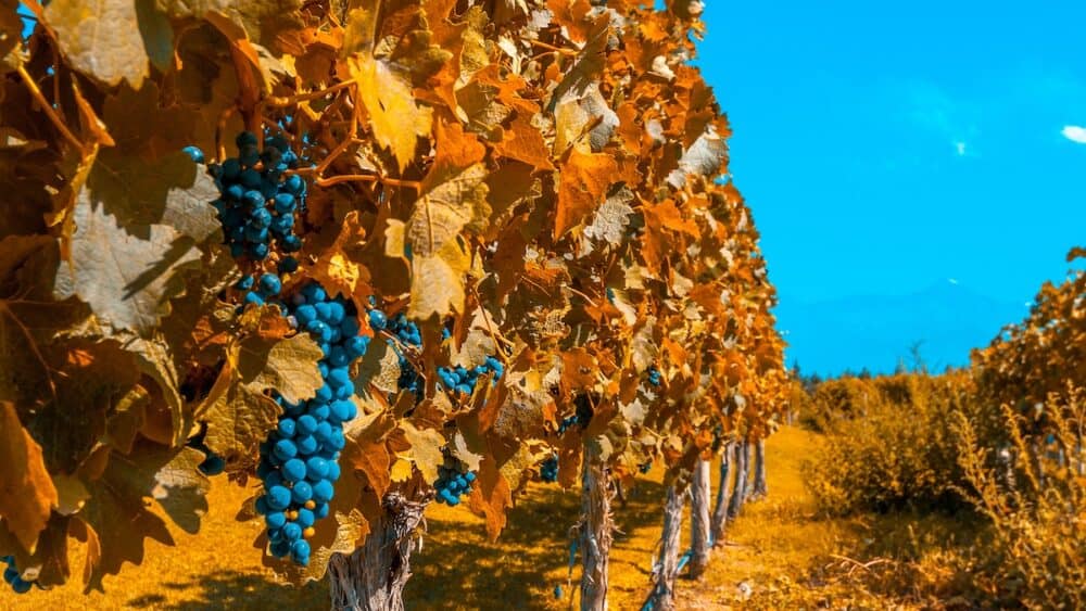 Vineyards of Mendoza in autumn colors Argentina