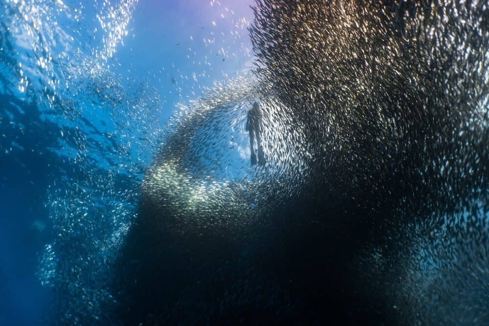 Free diving with a massive school of sardines in the shallow reef of Moalboal, Cebu, Philippines.