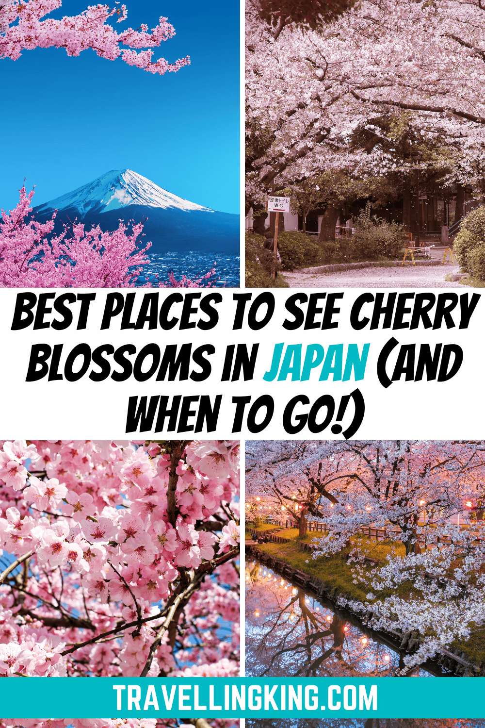 Best Places to See Cherry Blossoms in Japan (And When to Go!)