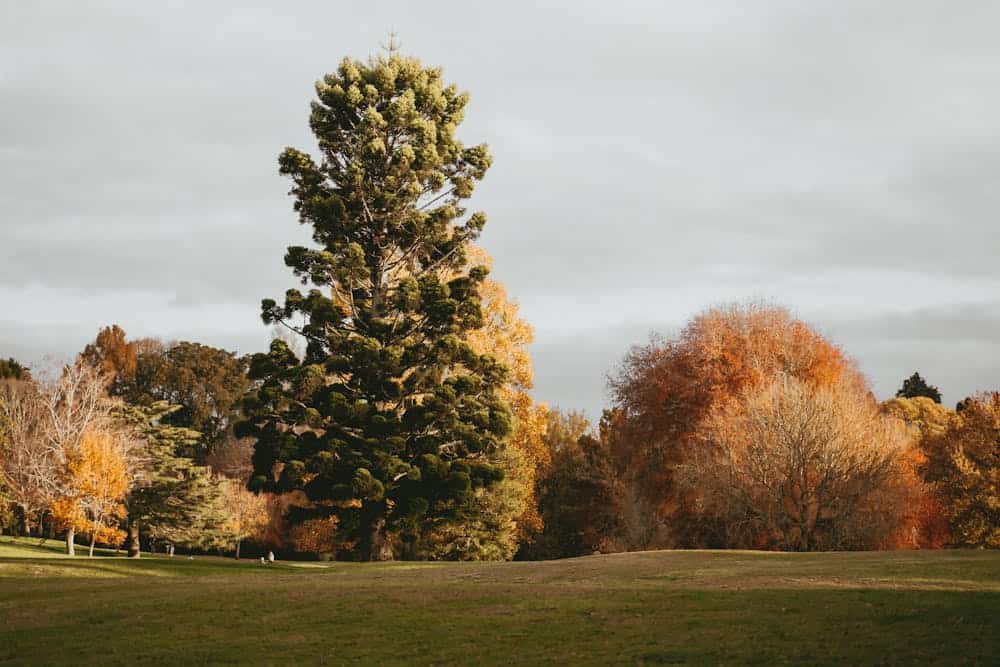 A serene fall landscape in Hamilton, New Zealand with vibrant foliage and towering trees.