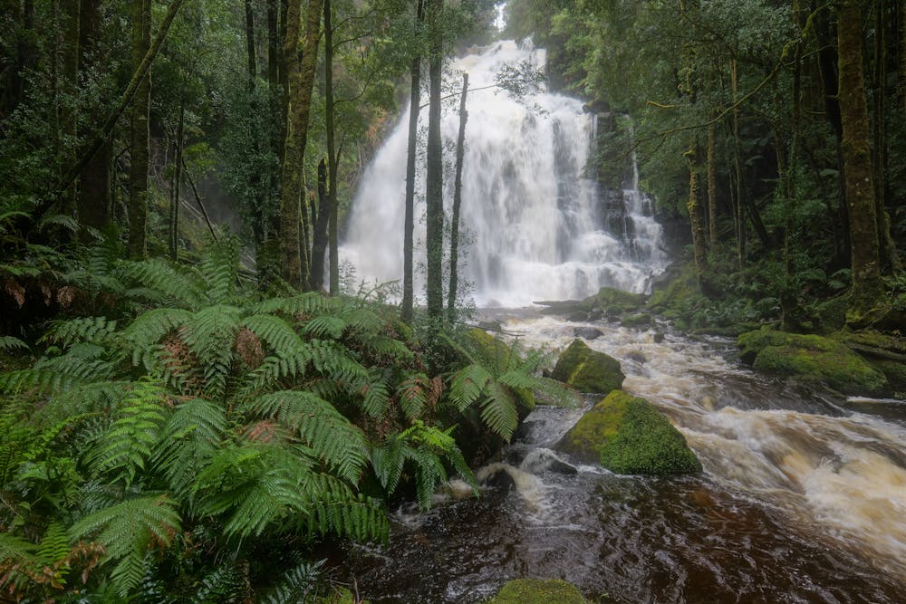 Explore the stunning beauty of Nelson Falls in Tasmania's vibrant wilderness.